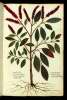  Fol. 229 

Amaranthodendron
Amaranthus Flandricus
Blitum maius Matth:
Pennachio Italis
Amaranthus arboreus.
Biedone Tridentinis.
Amaranto di Fiandra Ital